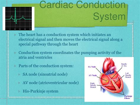 Ppt Anatomy Of The Heart Powerpoint Presentation Free Download Id