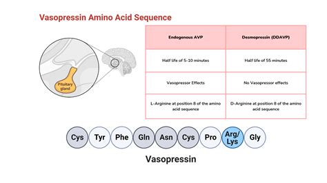 Desmopressin mechanism of action diabetes insipidus – My Endo Consult