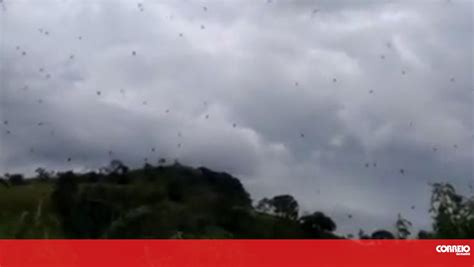 Chuva De Aranhas No C U De Minas Gerais Assusta Popula O No Brasil