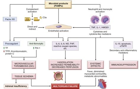 D’Alessio: The Pathobiology of Sepsis | University of Maryland