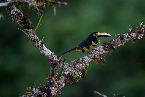 On Assignment: Audubon Magazine - Yasuni National Park | Neil Ever Osborne