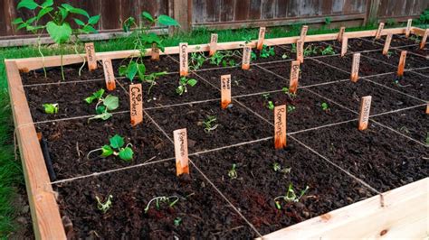 Square Foot Gardening In Beds All About Hobby