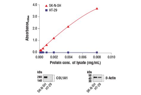 Fastscan™ Col1a1 Elisa Kit Cell Signaling Technology