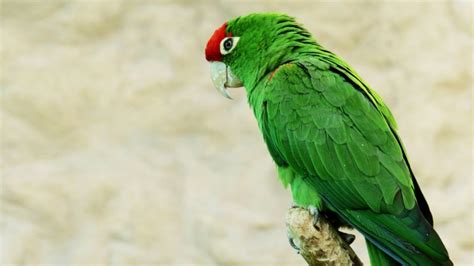 Amazon Parrot: Description, Habitat, & Fun Facts