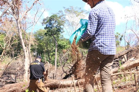 Senad Inicia Plan Piloto Para Restaurar Bosques Afectados Por Cultivos