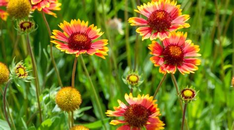 27 Drought Friendly Plants That Will Attract Pollinators