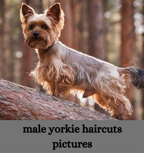 Best Yorkie Haircuts Male Different Styles