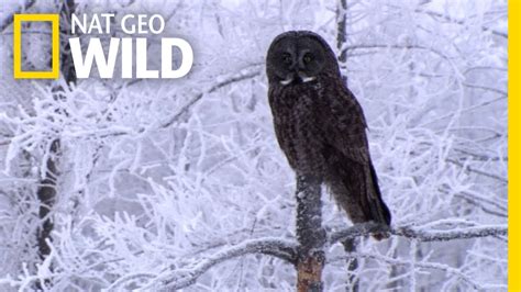 nat geo wild logo Happy Holidays From All the WILD Animals! | Nat Geo ...