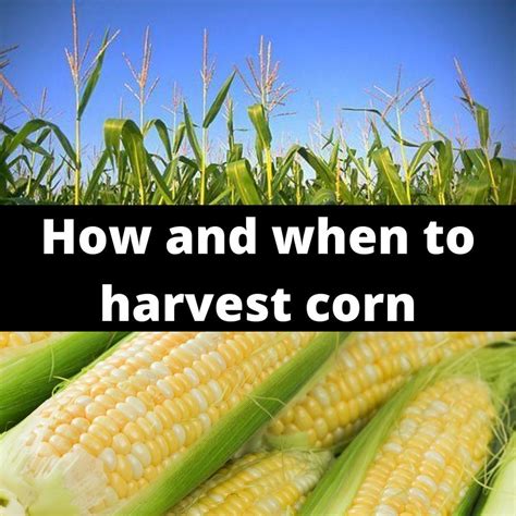 Harvesting Corn - Garden.org