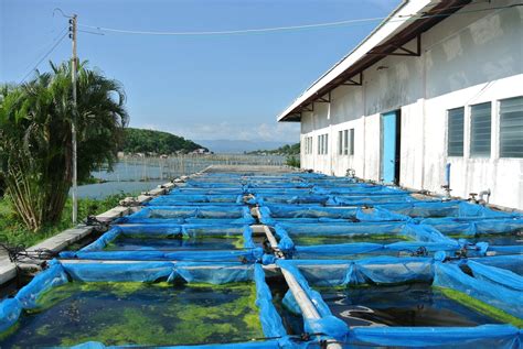 フィリピン・東南アジア漁業開発センターseafdec Binangonan Freshwater Stationを訪問 日本学術振興会