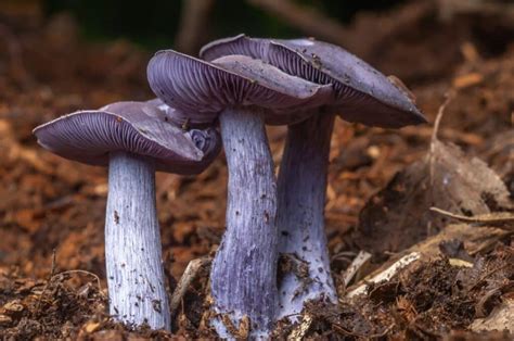 Wood Blewit: Identification, Foraging, and Cooking The Purple Nudist Mushroom - Mushroom ...