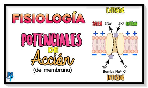 Potenciales de acción de membrana