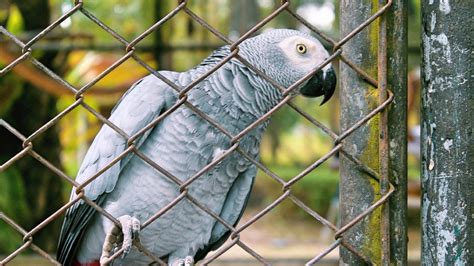 Zoo moves parrots that swore at guests | The Week