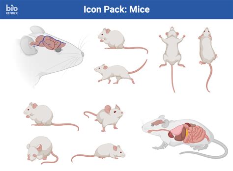 Icon Pack Mice BioRender Science Templates