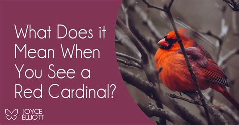 What Does It Mean When You See A Red Cardinal 7 Astonishing Messages