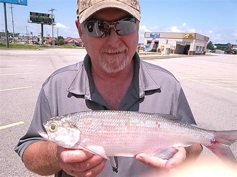 Mooneye Goldeneye Catfish Angler Forum At USCA