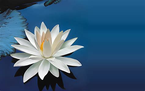 🔥 [40+] Lotus Wallpapers for Desktop | WallpaperSafari