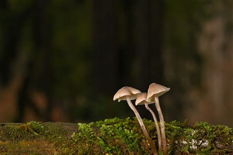 Helmling Mushrooms Moss Free Photo On Pixabay Pixabay