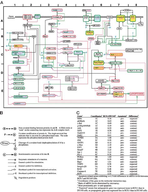 Molecular Interaction Map Of The Apoptosis Related Pathways In Which