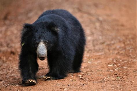 Sri Lanka Wildlife Tours | Wildlife Tours in Sri Lanka | Sri Lanka Wildlife