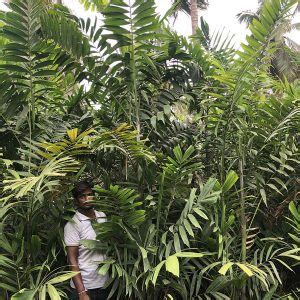 Kentia Palm Gowthami Nursery