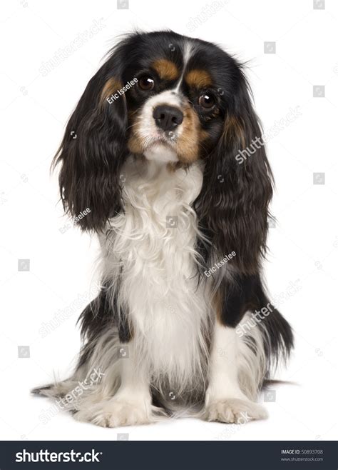 Cavalier King Charles: Over 18,578 Royalty-Free Licensable Stock Photos ...