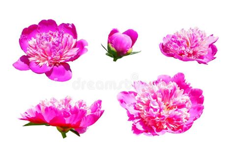 The Set Of Several Hot Pink Peony Flowers Stock Image Image Of Lots Flowers 82606719