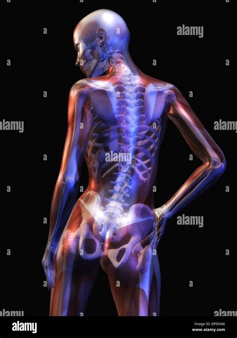 Digital Illustration of the human Anatomy Stock Photo - Alamy