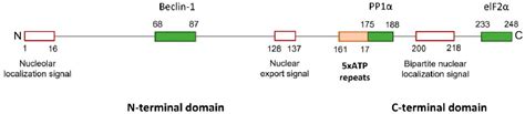 Figure From Interplay Between Autophagy And Herpes Simplex Virus Type