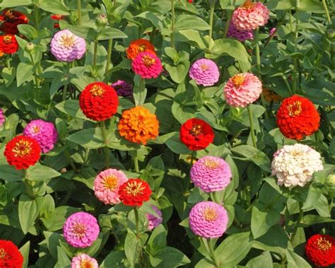 Zinnia Lilliput Mix Bloomfield Garden Center