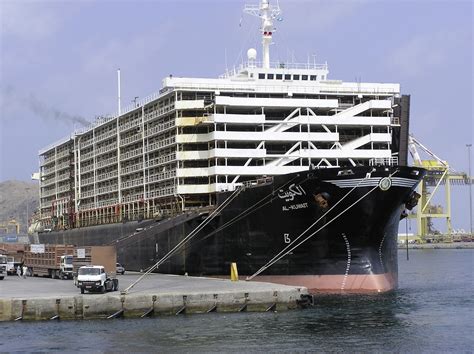 Der Schweizer Bauer Tiertransporte auf Schiff wieder möglich