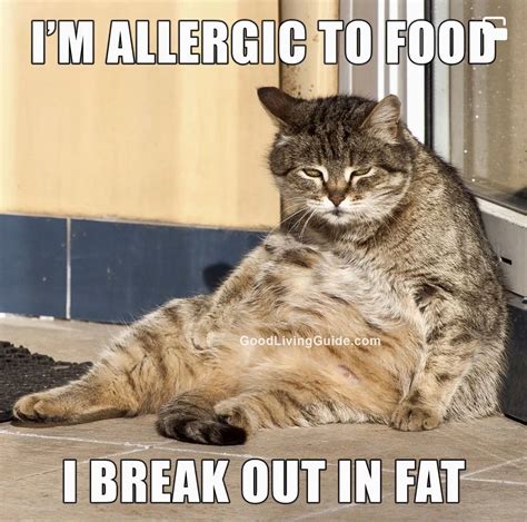 Funny Fat Cat Pictures Captions