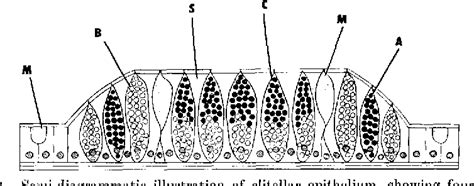 Figure 2 From Cocoon Formation In Tubifex With Its Relation To The Activity Of The Clitellar