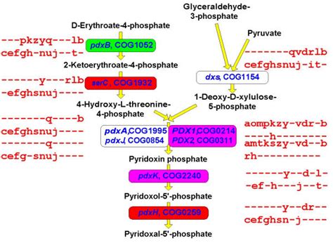 Representation Of Essential Metabolic Pathways In Different Versions Of Download Scientific