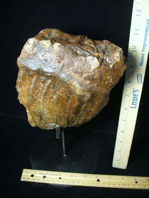 Fossilized Mammoth Molar 072423b The Stones Bones Collection