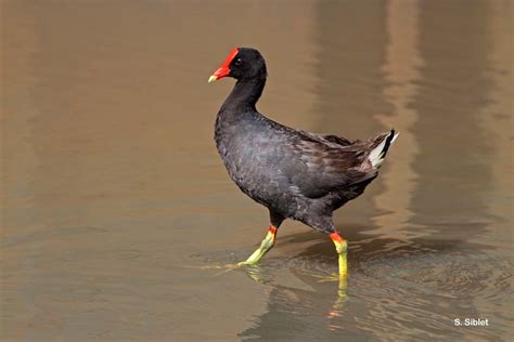 Gallinula Chloropus Linnaeus Poule D Eau Gallinule Poule D