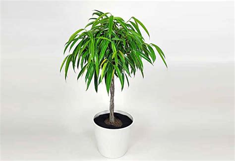 15 Types of Ficus Indoor Plant growth and Care - Ficus Pedia