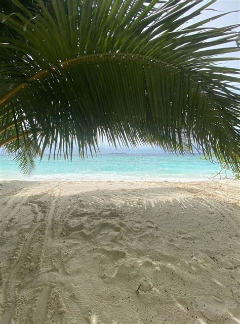 Maldives, Ocean, Sea, Beach, Palm Trees Stock Image - Image of summer ...