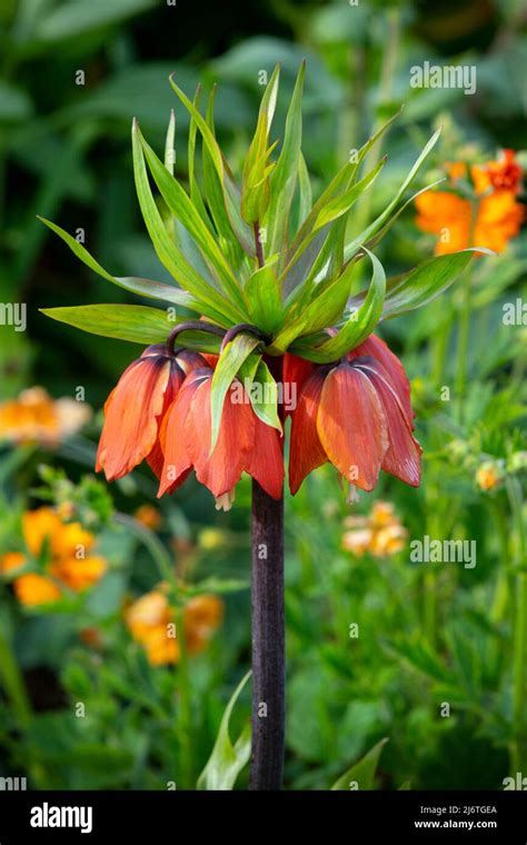 Fritillaria Imperialis Rubra Maximus Crown Imperial Stock Photo Alamy