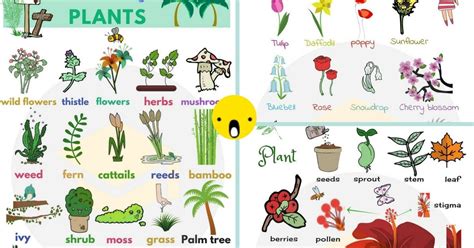 Garden Plants Names List – Idalias Salon