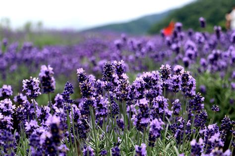 Lavendler Blomster Planter Gratis foto på Pixabay Pixabay