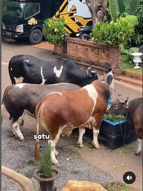 6 Potret Irfan Hakim Dengan 4 Sapi Jumbo Siap Untuk Idul Adha Hot