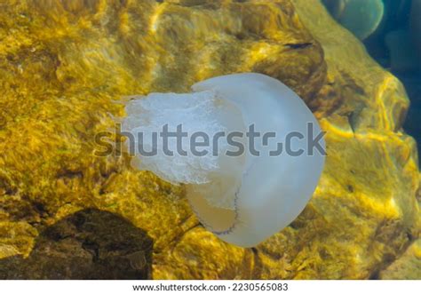 Rhizostomae Jellyfish Black Sea Stock Photo 2230565083 | Shutterstock