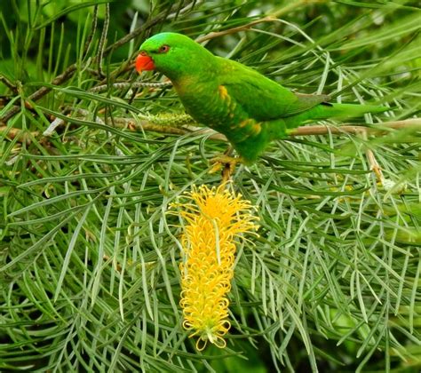 Australian Parrots - Australian Photography