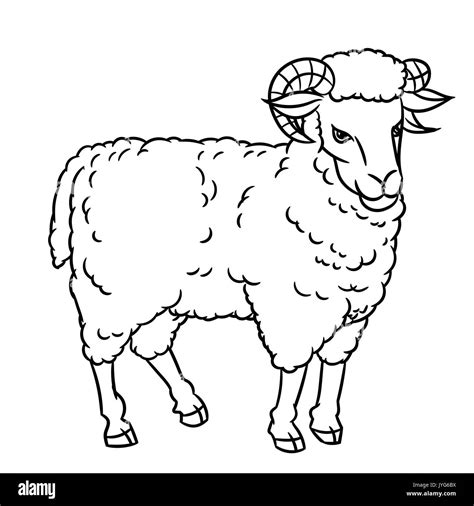 Hand Drawing Sheep Farm Animals Set Sketch Graphic Style Design