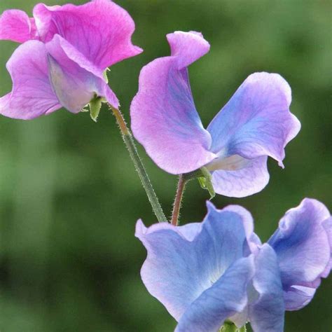 SWEET PEA Blue Shift Changes Color Seeds Variety Etsy