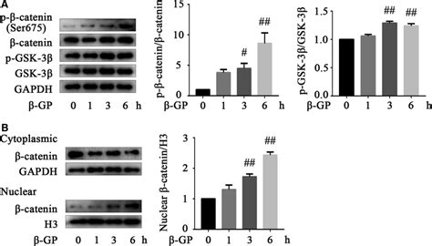 The Wnt Catenin Pathway Is Activated In Gpinduced Vsmc