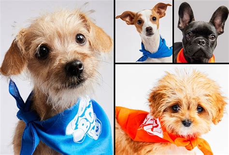 Puppy Bowl 2024 Lineup: Meet The Adoptable Dogs