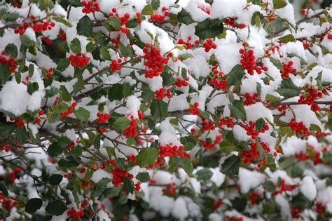 Snow Covered Holly Holly Tree In Bedford Virginia Cayce Flickr