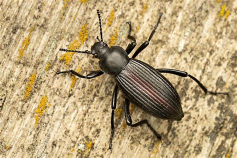 Tenebrionid Eleodes Hispilabris Bugguide Net